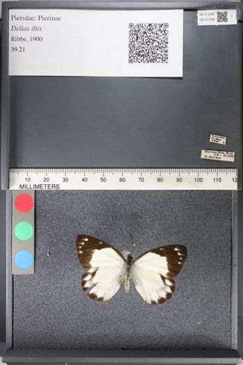 Media type: image;   Entomology 131708